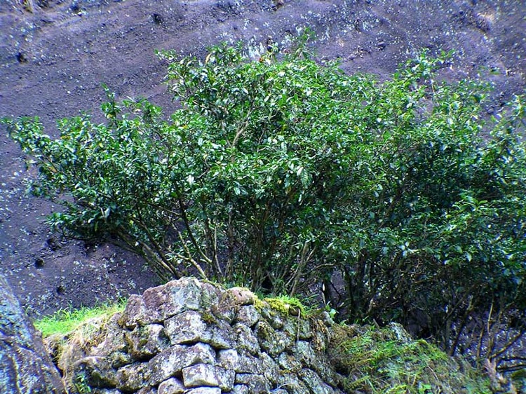 武夷山茶树母树图片