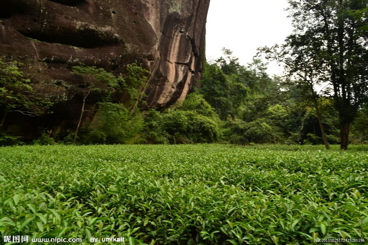 大红袍岩茶独特的生长环境
