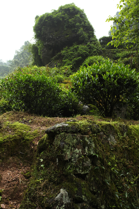 武夷岩茶有岩上、山顶与坑涧