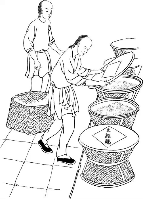 大红袍的复焙工艺制作流程