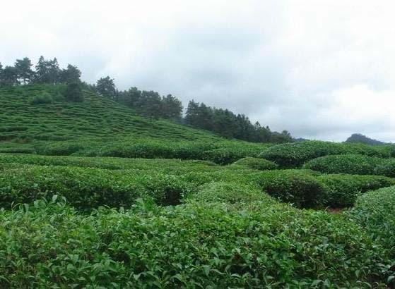 武夷山市大红袍岩茶厂几十年的历史变迁
